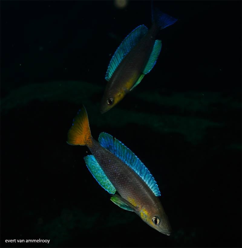 Cyprichromis sp. 'dwarf jumbo' Kigoma